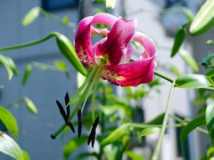 庭のカノコユリ