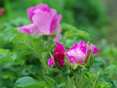 雨日の薔薇