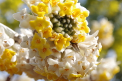 大輪　黄花ミツマタ