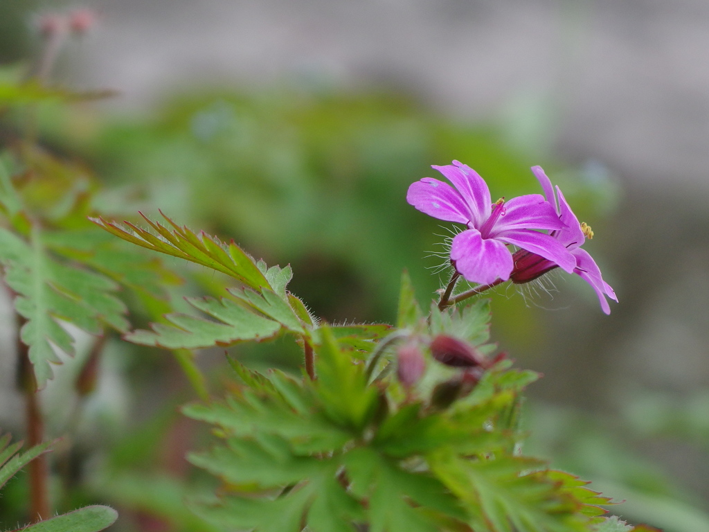 しらかしの池 (姫フウロ)