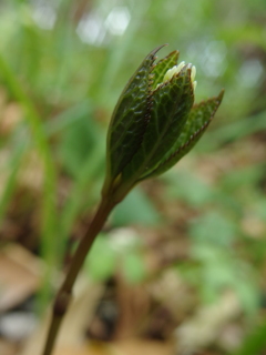 泉の森　待ち切れずパチリ