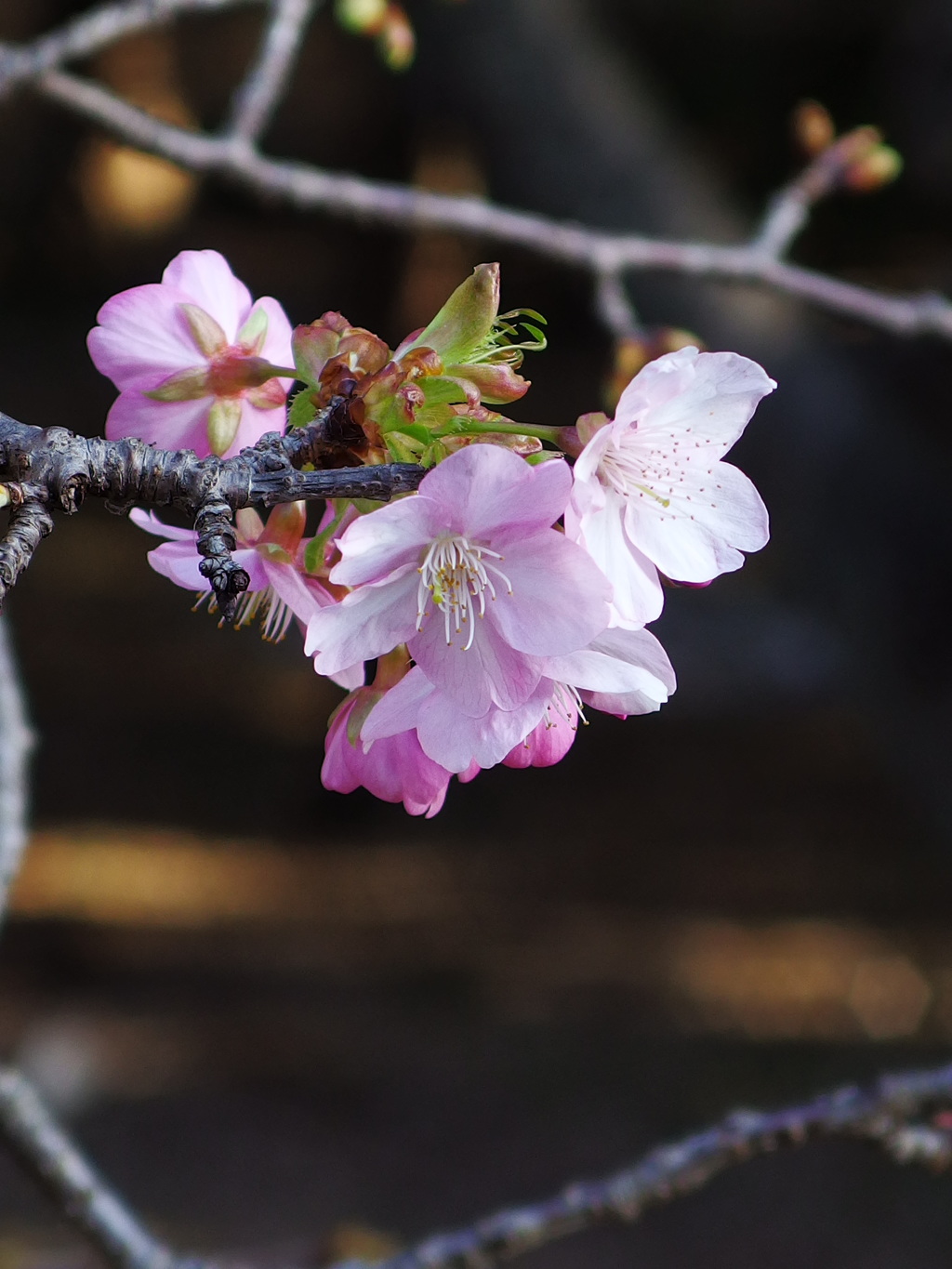 民家園　河津桜
