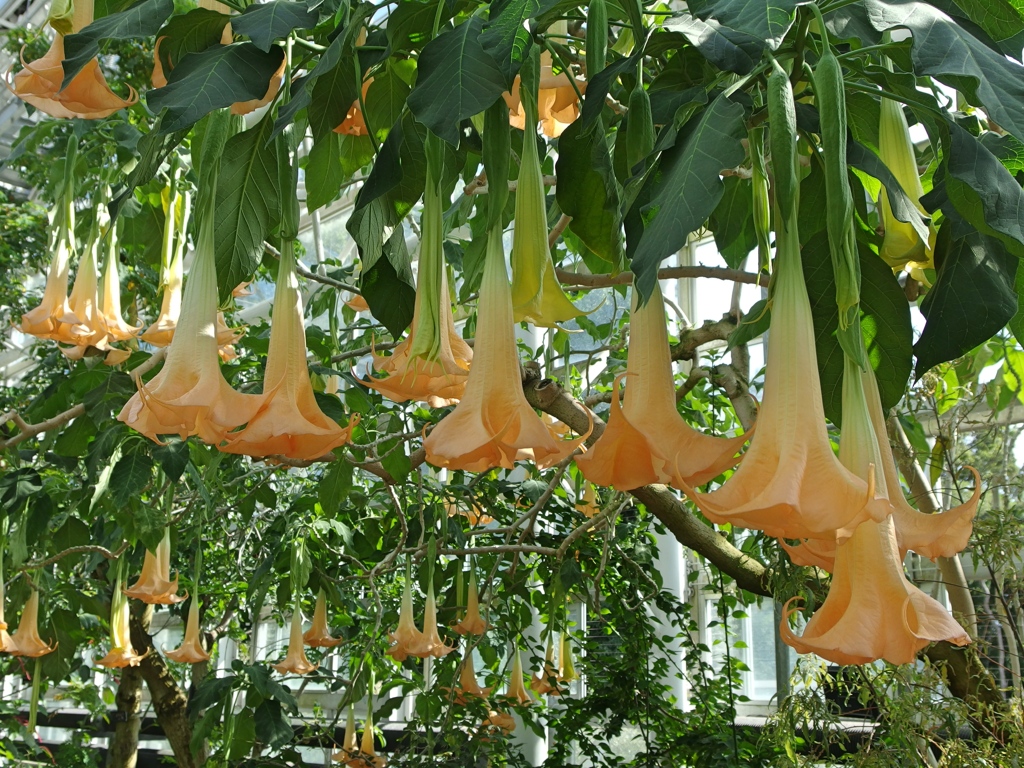 神代植物公園