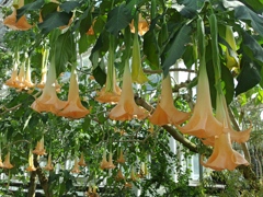 神代植物公園