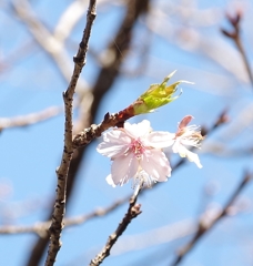民家園　河津桜