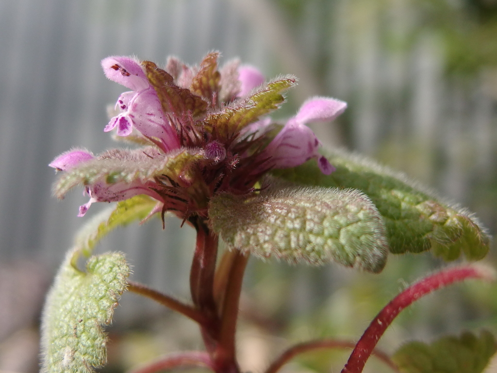 庭のヒメオドリコソウ　混血？