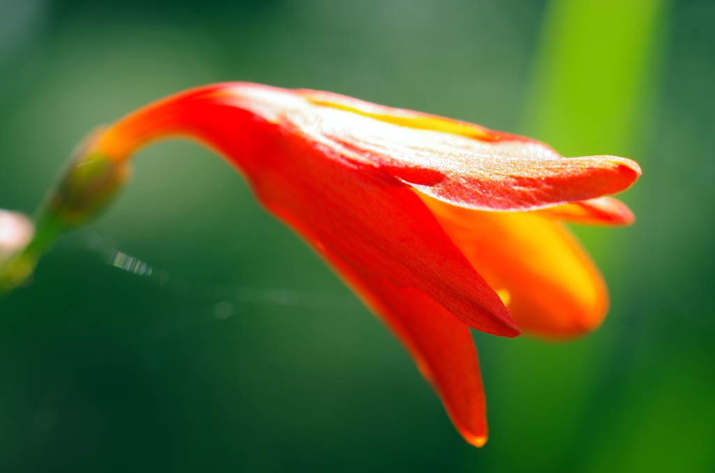 泉の森 ヒメヒオウギズイセン