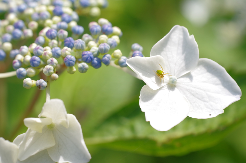 民家園　紫陽花