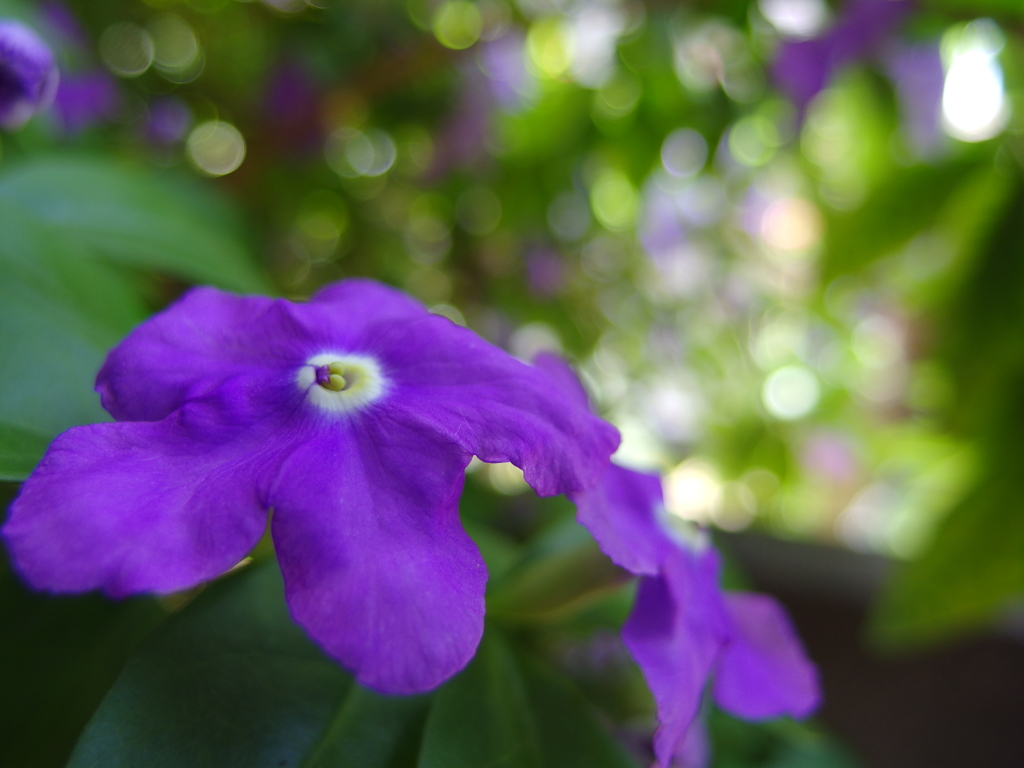 ニオイバンマツリⅡ