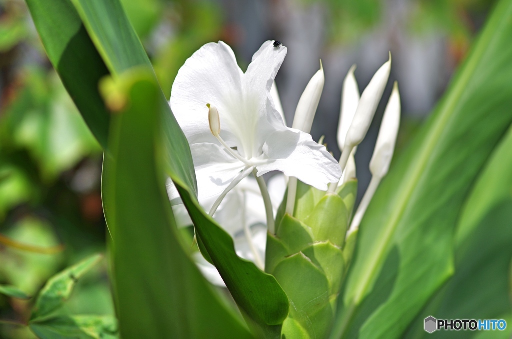 庭の花