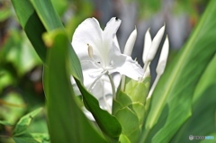 庭の花