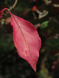 ウグイスカズラ