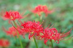 彼岸花