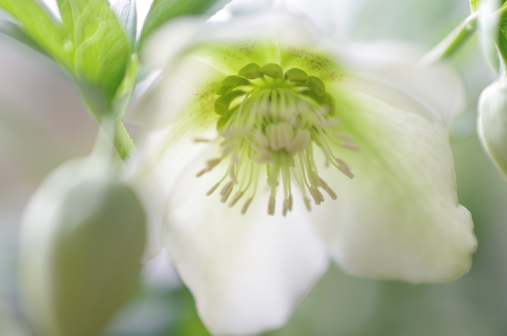 クリスマスローズ