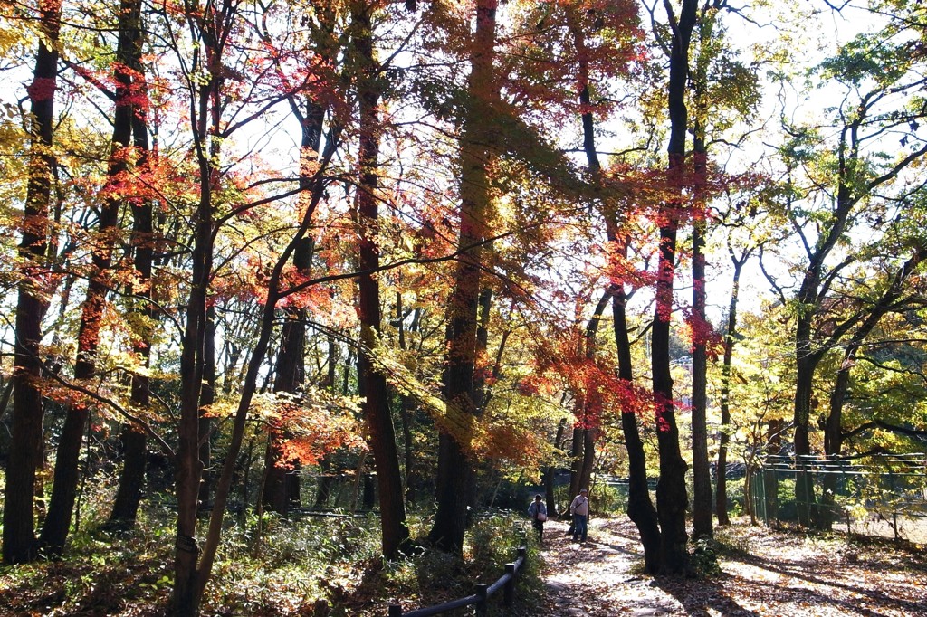 泉の森　散策Ⅰ