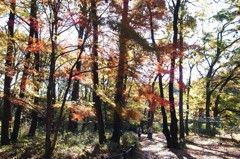 泉の森　散策Ⅰ