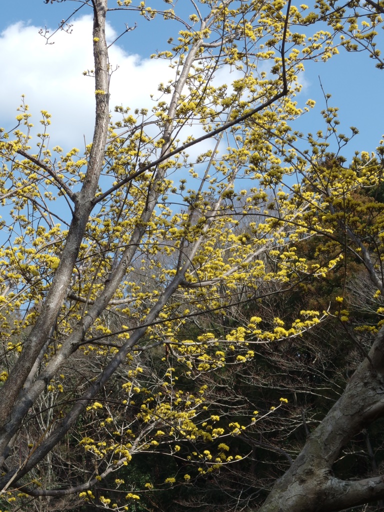 泉の森　サンシュユ