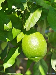 庭のレモン