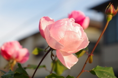 四季咲きバラ