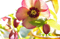 民家園　クリスマスローズ