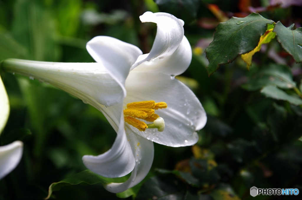 庭の花