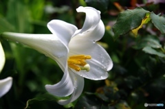 庭の花