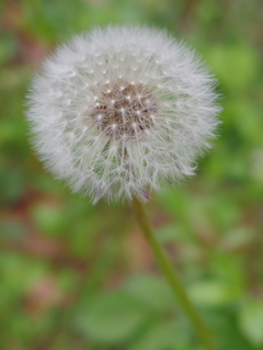 来年会いましょう