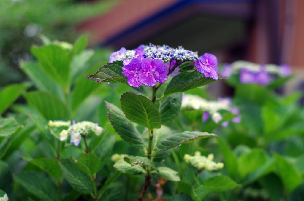 紫陽花