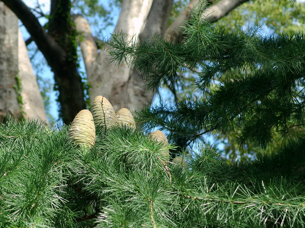 神代植物公園