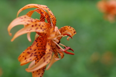 泉の森　鬼百合