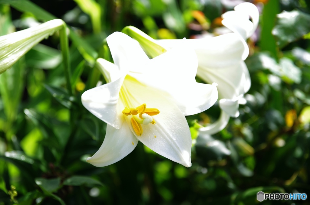 庭の花