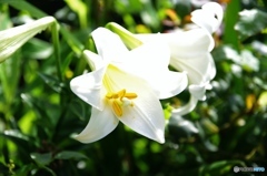 庭の花
