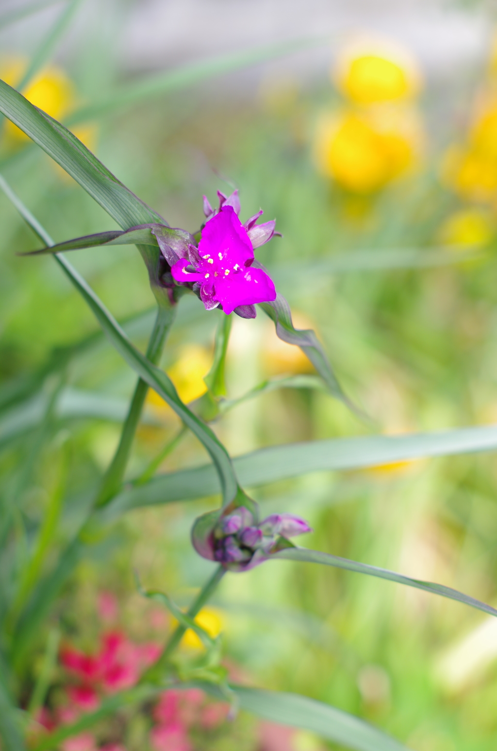 ムラサキツユクサⅡ