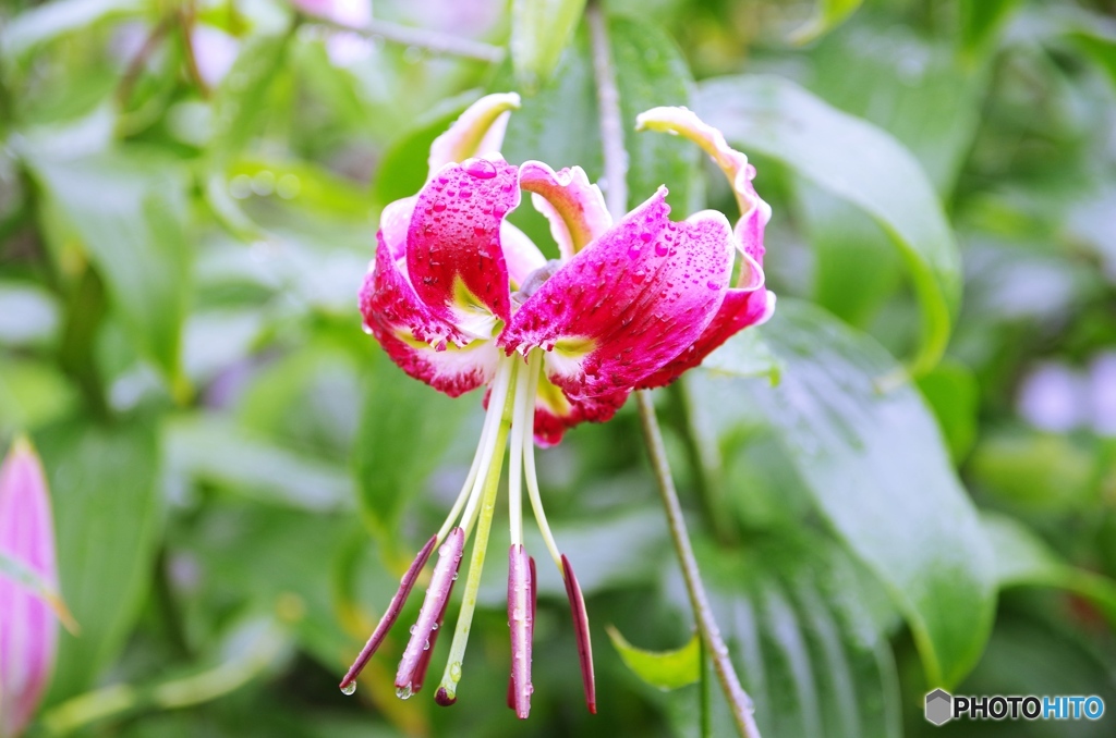 庭の花