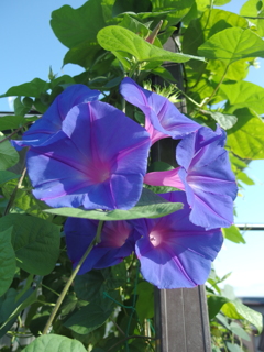 ベランダの朝顔
