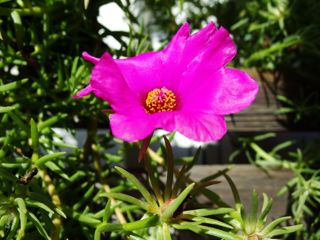 ベランダの花