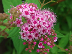 山の木　シモツケ