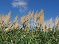 神代植物公園