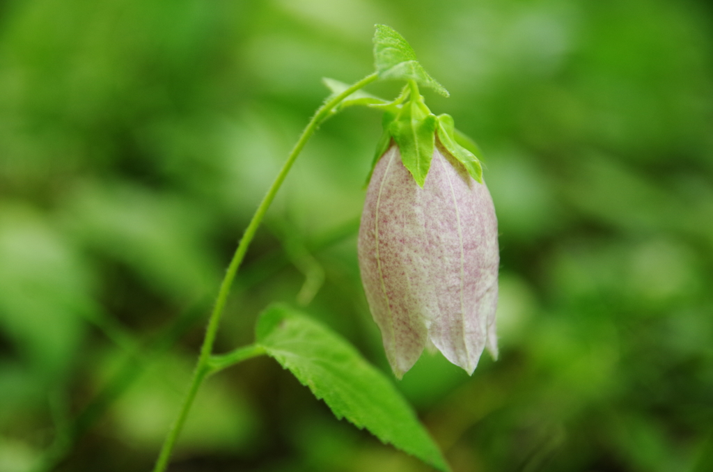 ヤマホタルブクロ