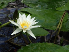 神代植物公園