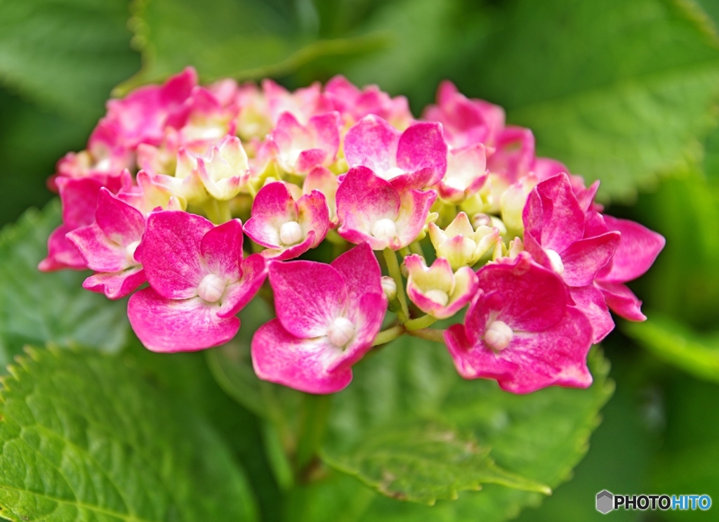 庭の花
