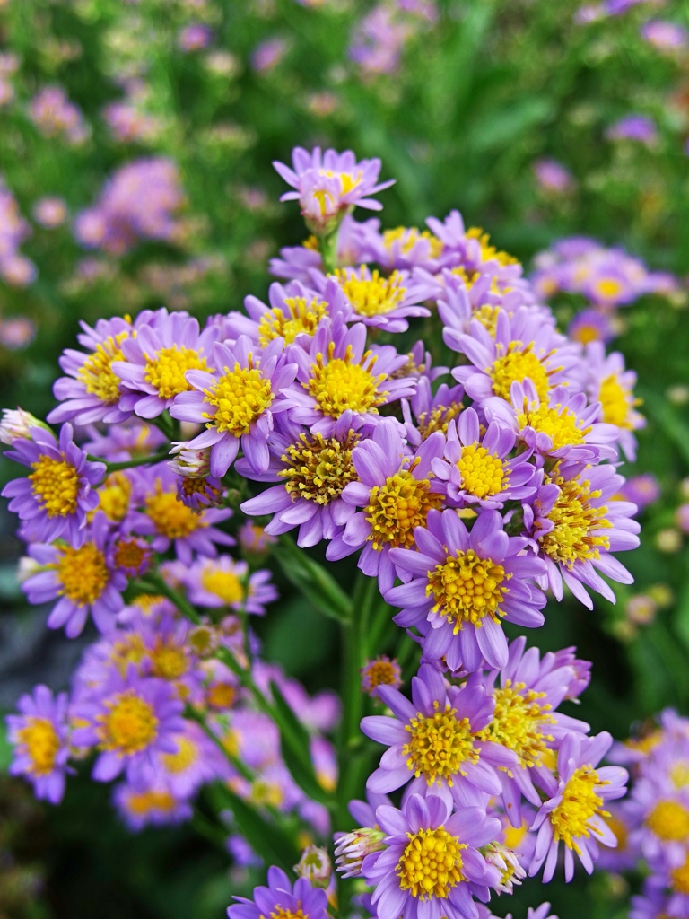 庭の花