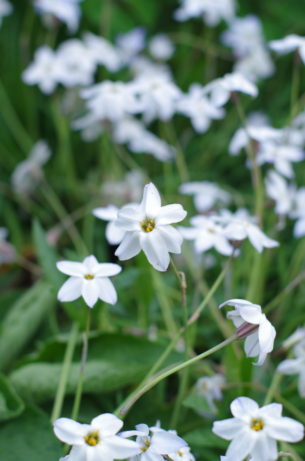 自宅のハナニラ