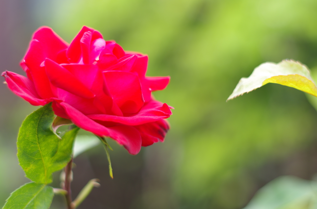 お気に入りのバラ