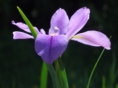 泉の森Ⅱ