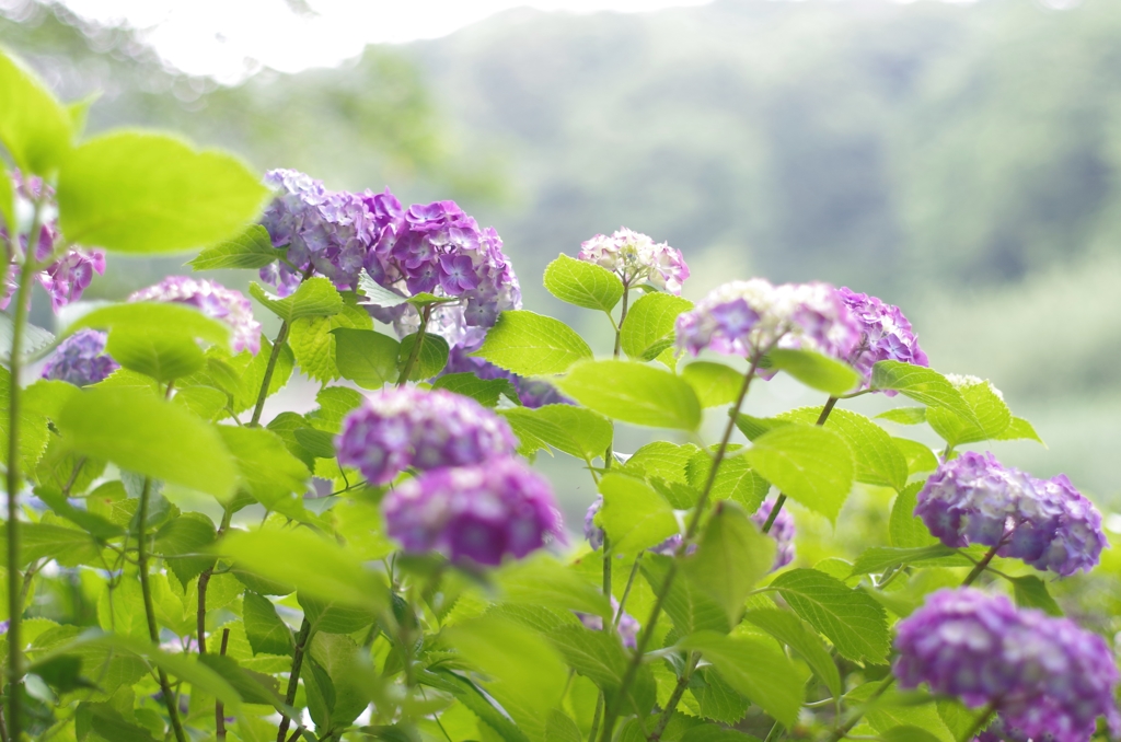 しらかしの池紫陽花