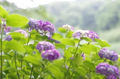 しらかしの池紫陽花