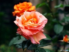 庭の花