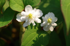 八重のドクダミ