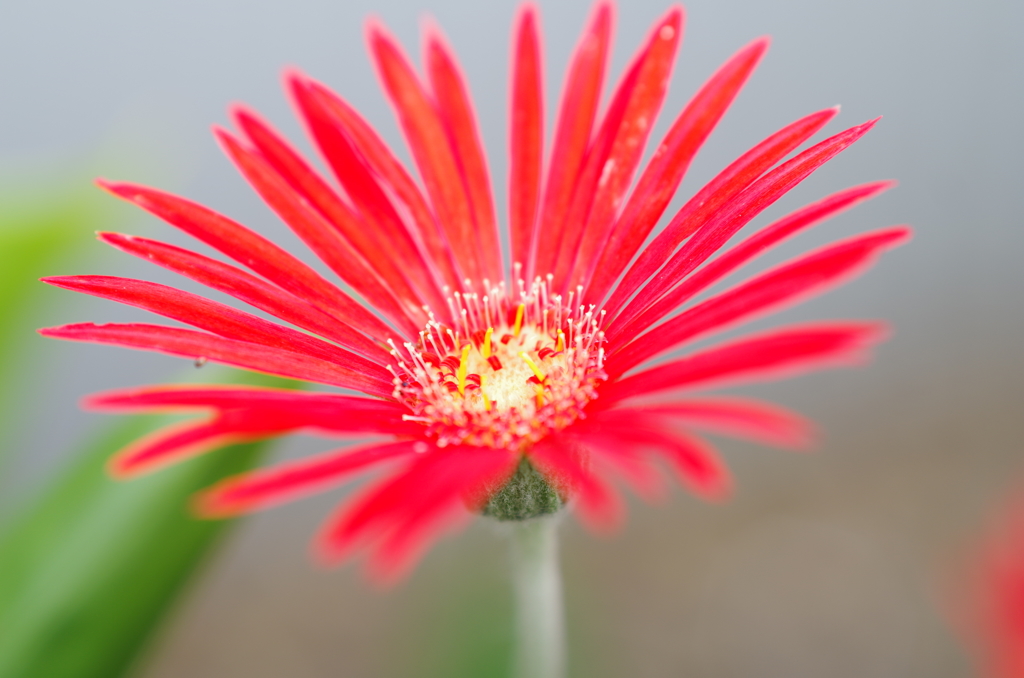 庭の花